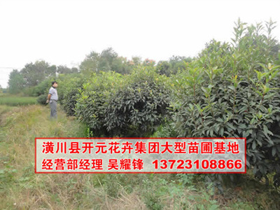 找河南開元園林生態(tài)實(shí)業(yè)的河南欏木石楠,石楠基地,潢川石楠價(jià)格、圖片、詳情,上一比多_一比多產(chǎn)品庫(kù)