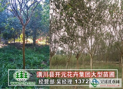 河南廣玉蘭_潢川廣玉蘭-河南開元園林生態實業|全球花木網提供