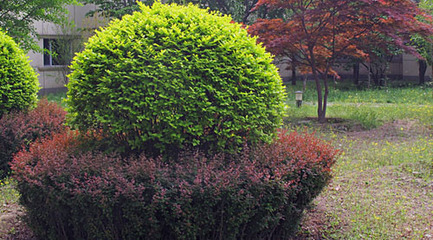 大葉黃楊球規格,大葉黃楊球種植,大葉黃楊球價格行情
