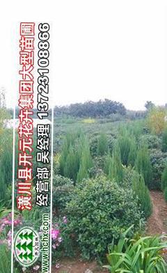 構(gòu)骨苗與構(gòu)骨球價(jià)格行情解析及園林實(shí)業(yè)銷(xiāo)售指南——聚焦冠幅80-120厘米構(gòu)骨球